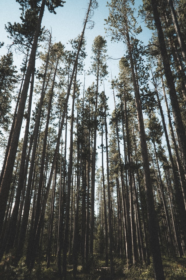 Tall trees